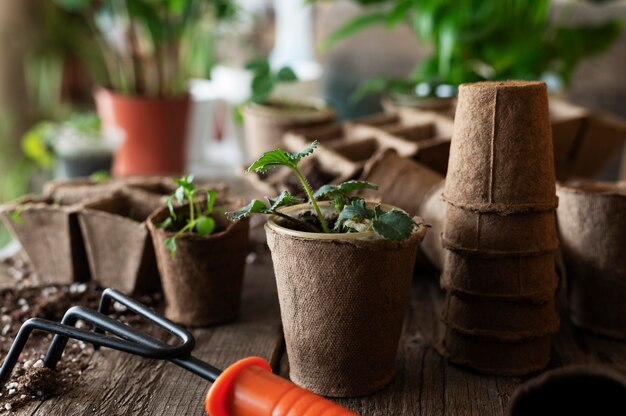Jak wybrać idealne doniczki dla twoich roślin: przewodnik dla miłośników ogrodu